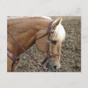 Palomino Western Horse Postcard