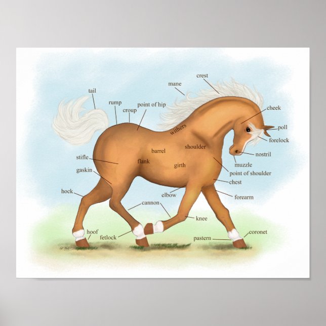Palomino with Socks & Blaze Horse Anatomy Poster (Front)