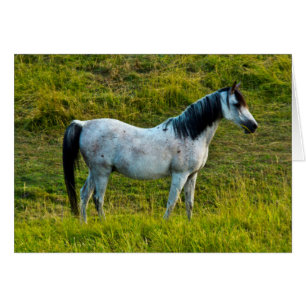 Palouse horse, Colfax, Palouse Area, Washington