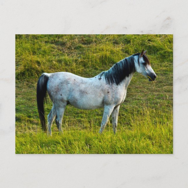 Palouse horse, Colfax, Palouse Area, Washington Postcard (Front)