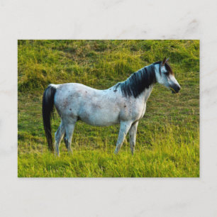 Palouse horse, Colfax, Palouse Area, Washington Postcard