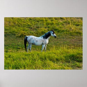 Palouse horse, Colfax, Palouse Area, Washington Poster