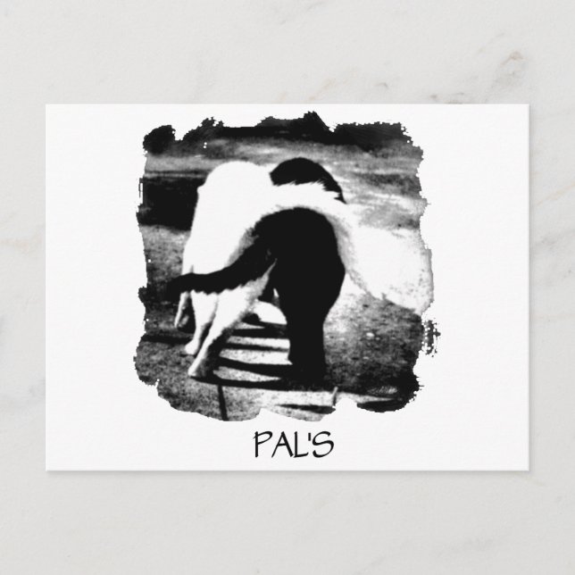 Pals Postcard (Front)
