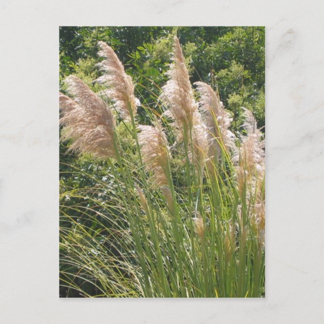 Pampas grass postcard (Front)