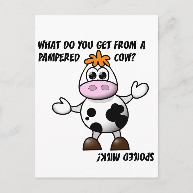 Pampered Cow Joke Postcard (Front)