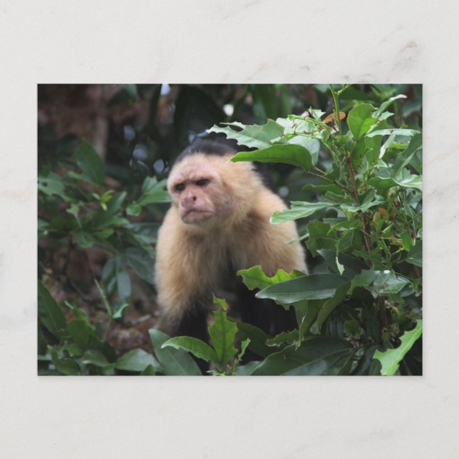 Panama, Capuchin Monkey in the Jungle Postcard (Front)