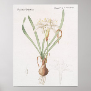 Pancratium Maritimum Poster