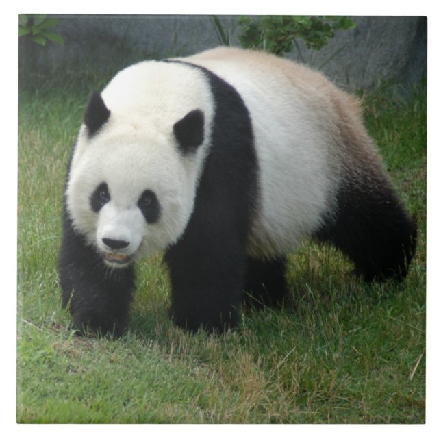 panda114 tile (Front)