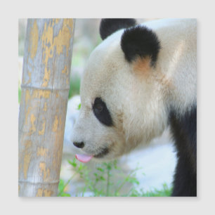 Panda20170502_by_JAMFoto