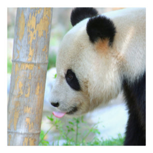 Panda20170502_by_JAMFoto Photo Print