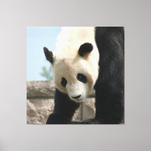 Panda20170506_by_JAMFoto Canvas Print