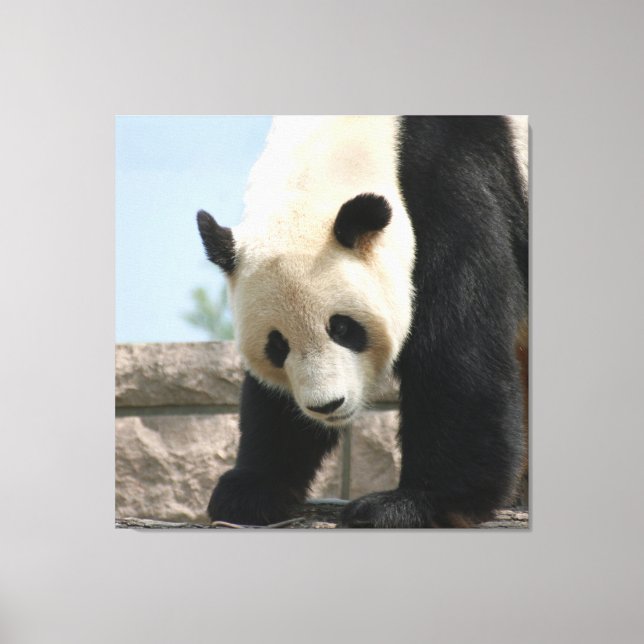 Panda20170506_by_JAMFoto Canvas Print (Front)