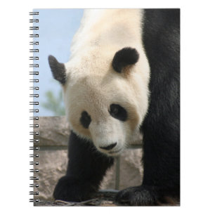 Panda20170506_by_JAMFoto Notebook