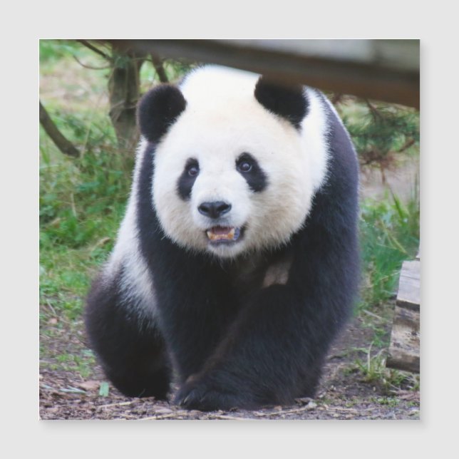 Panda_20190301_by_JAMFoto (Front)