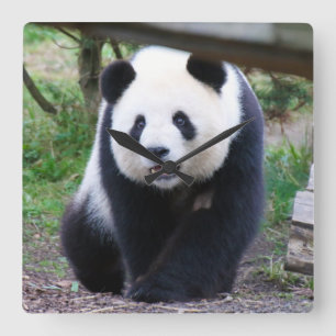 Panda_20190301_by_JAMFoto Square Wall Clock
