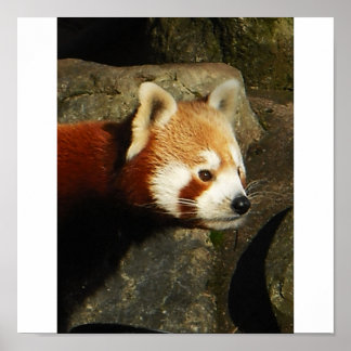 panda 3 poster