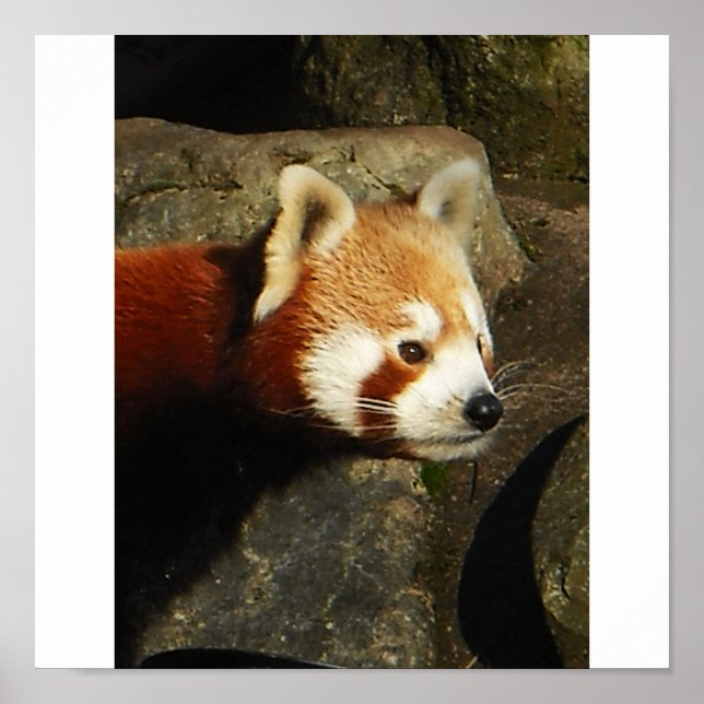panda 3 poster (Front)
