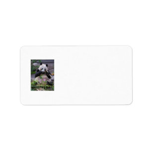 Panda address labels
