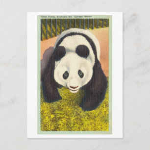 Panda at Brookfield Zoo, Chicago, Vintage Postcard