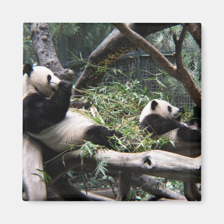 Panda at the San Diego Zoo Magnet