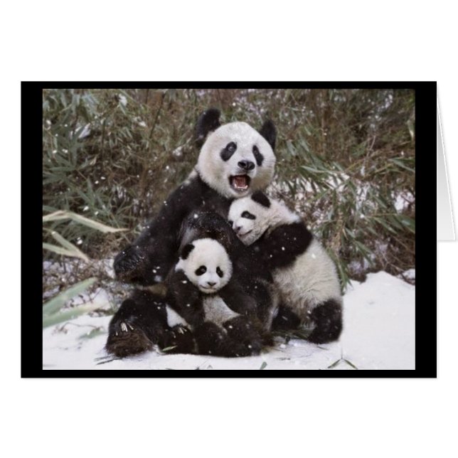 Panda Bear (Front Horizontal)