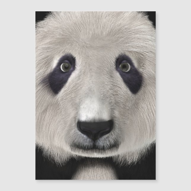 Panda Bear (Front)