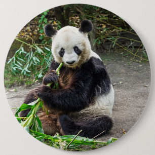 Panda Bear 1 6 Cm Round Badge
