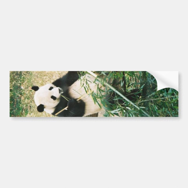 Panda Bear Bumper Sticker (Front)