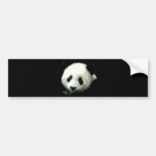 Panda Bear Bumper Sticker