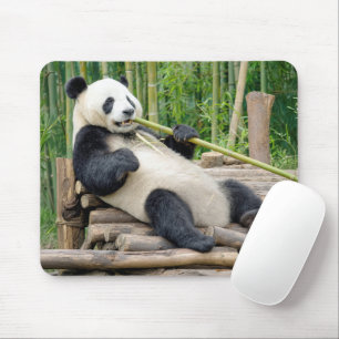 Panda Bear Chewing on a Bamboo Stalk Mouse Mat