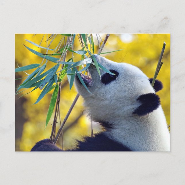 Panda Bear eating Bamboo Postcard (Front)