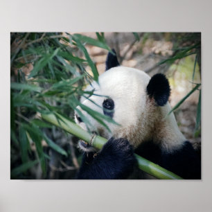 Panda bear eating bamboo poster
