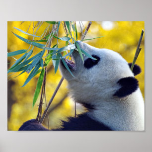 Panda Bear eating Bamboo Poster