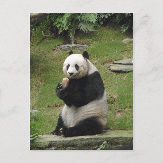 Panda Bear eating some bamboo Postcard (Front)