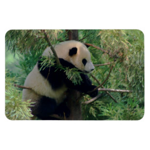 Panda Bear Hugs Magnet