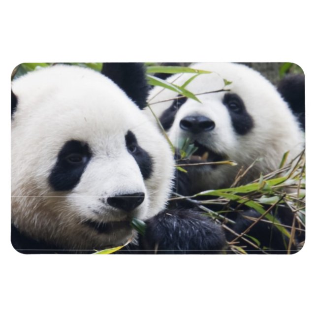 Panda Bear Hugs Magnet (Horizontal)