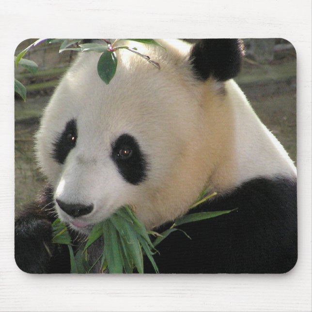 Panda Bear Hugs Mouse Mat (Front)