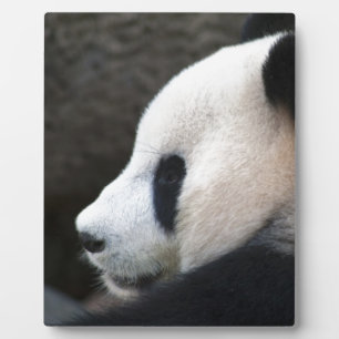 Panda Bear Hugs Plaque