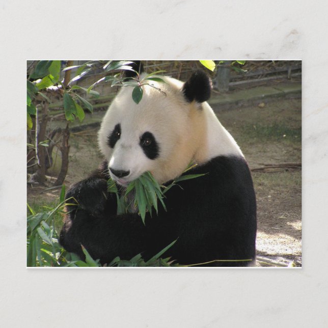 Panda Bear Hugs Postcard (Front)