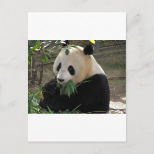 Panda Bear Hugs Postcard