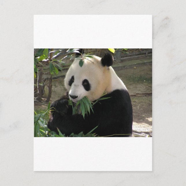 Panda Bear Hugs Postcard (Front)