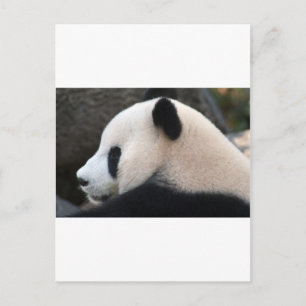 Panda Bear Hugs Postcard