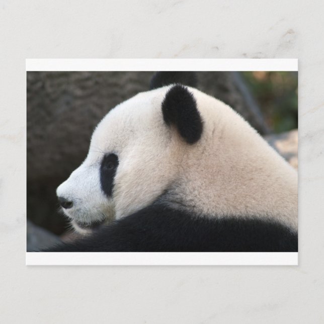 Panda Bear Hugs Postcard (Front)
