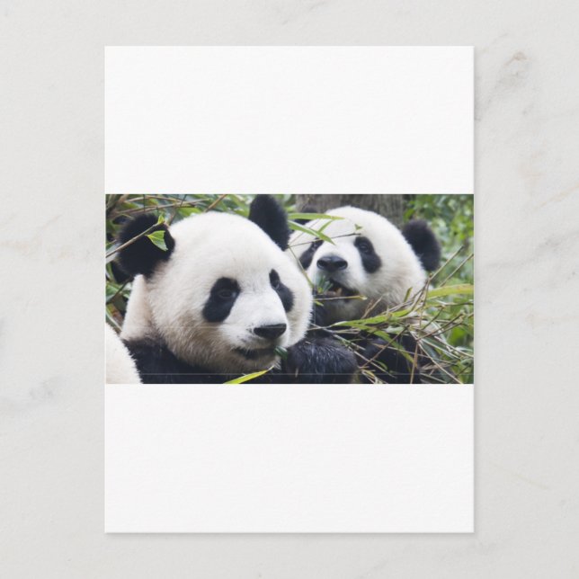 Panda Bear Hugs Postcard (Front)