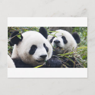 Panda Bear Hugs Postcard