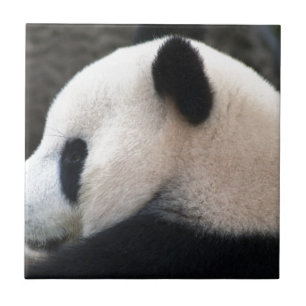 Panda Bear Hugs Tile