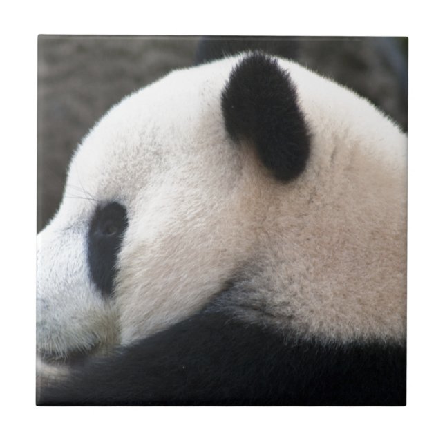 Panda Bear Hugs Tile (Front)