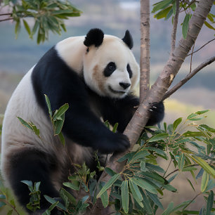 Panda Bear in a Tree Jigsaw Puzzle