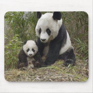 Panda Bear Momma with Cub Mouse Pad