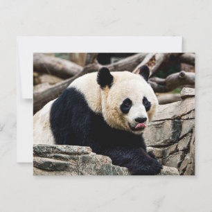 Panda Bear on the rocks Postcard